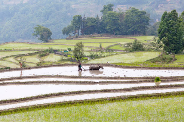 元陽県、雲南省、中国の棚田 - rice paddy china traditional culture yunnan province ストックフォトと画像