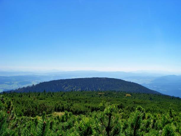 istock Hill of Mountain Pine 856936208