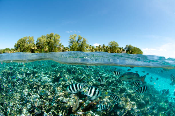 istock split-level of coral reef and island 856936682