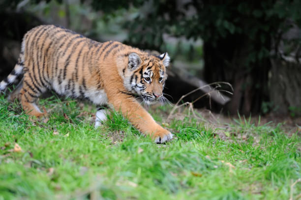 istock Portrait of a tiger cub 856939444