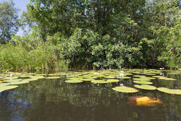 istock Lily in Guatemala - Rio Dulce 856939586