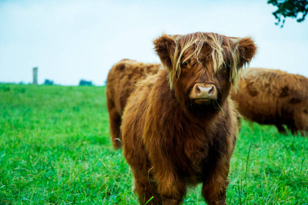 istock Brown highland cow calf 856943084