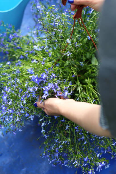istock Spring in the garden, plant care. 856943884
