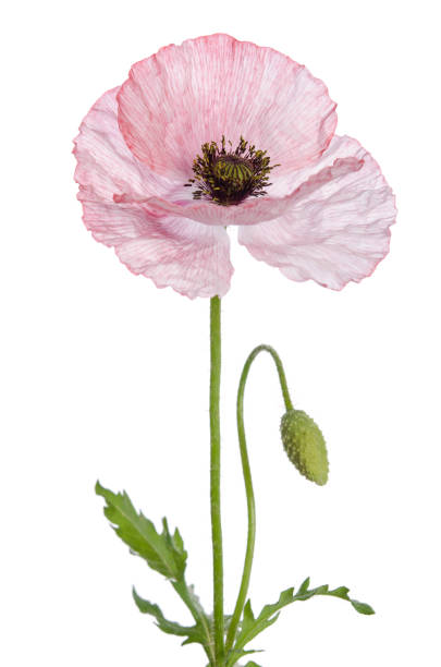 single pink poppy isolated on white background. - poppy flower petal stamen imagens e fotografias de stock