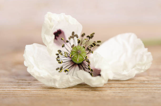 Single white old poppy on wooden background.