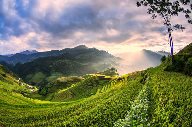 terrasses de rizières sur mu cang chai, yenbai, vietnam, flou - bali indonesia rice paddy rice photos et images de collection