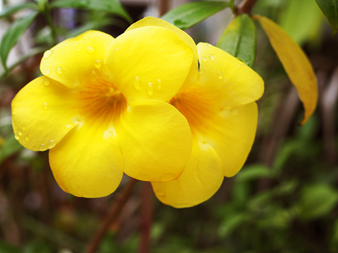 Close up wet twin yellow Golden Trumpet (Allamanda cathartica) with rain water drops, with blurred branch tree bush background, under warm evening sunlight