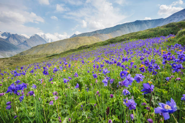istock Blue catchments flowers. Pass Kara-Turek, mountain Altai 856951712