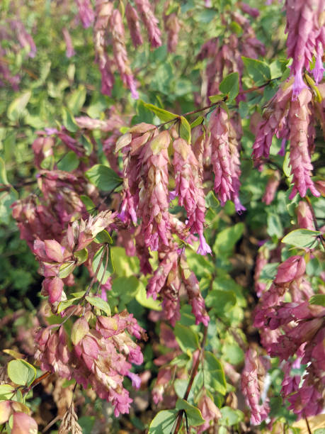 istock Origanum rotundifolium, Amethyst Falls, medicinal plants; Herbs 856952698
