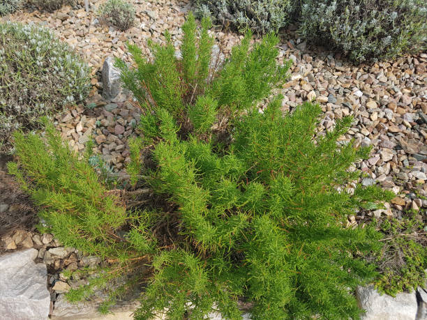 istock Herb bed, herbs, bed, medicinal plants; 856953026