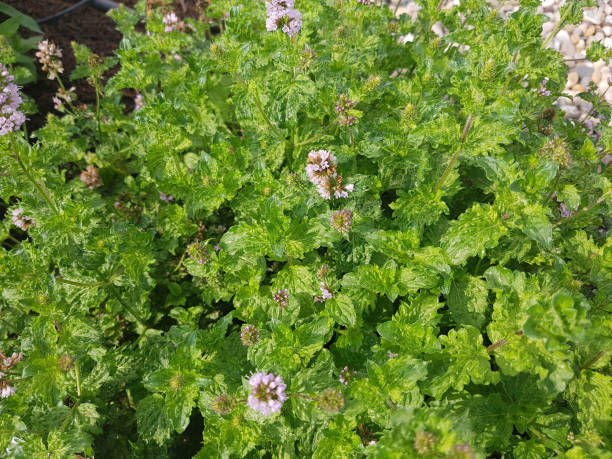 hierbabuena, mentha aquatica, var. crispa, las plantas medicinales; hierbas - mentha aquatica fotografías e imágenes de stock