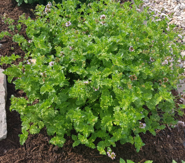 pfefferminze, mentha aquatica, var. crispa, heilpflanzen; kräuter - mentha aquatica stock-fotos und bilder