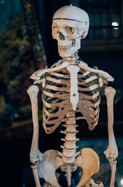 istock Skulls and skeletons look shocking. 856956190
