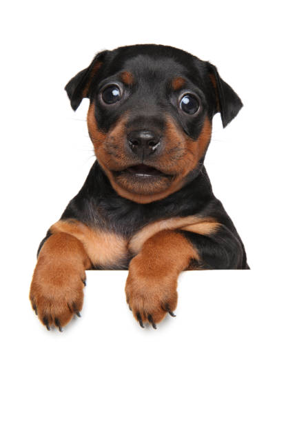istock Miniature Pinscher puppy on white banner 856956902