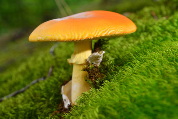 istock amanita caesarea mushroom 856961834