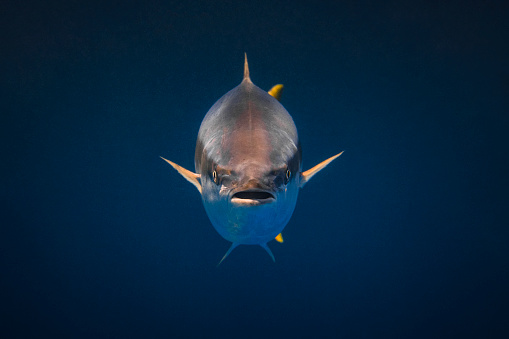 A kingfish looking directly into the camera