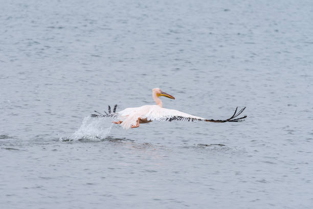 istock Great white pelican taking off from the lagoon in Walvis Bay 856968514