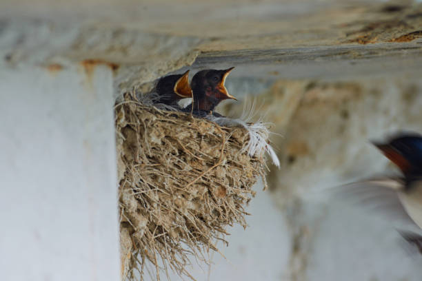 Welcome Swallow Feeding Young In Nest. Species Native to Australia.