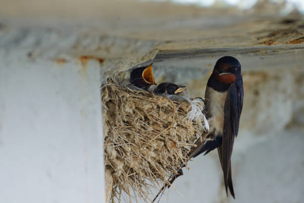 istock Nest of swallows 856970278