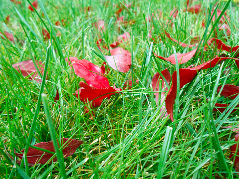 Autumn red leaves on green grass, macro closeup.