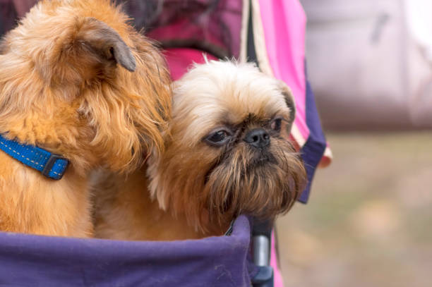 istock Brussels Griffon dog close-up 856974168