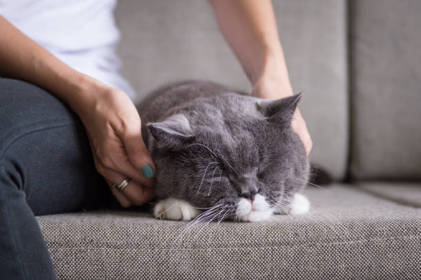 istock Gray British shorthair cats, indoors 856974288