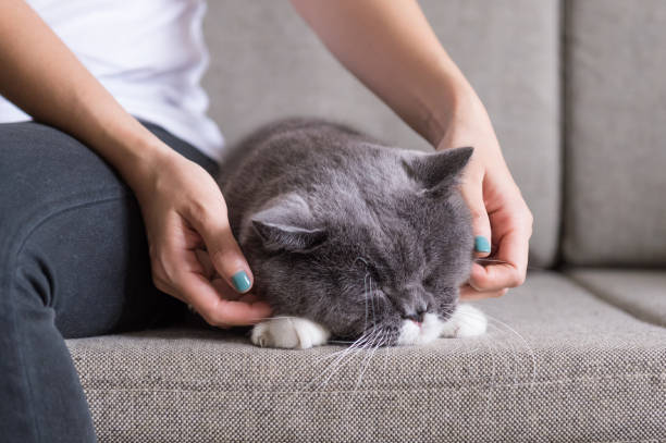 istock Gray British shorthair cats, indoors 856974304