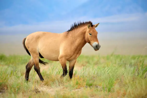 The Przewalski's horse or Dzungarian horse, is a rare and endangered subspecies of wild horse native to the steppes of central Asia. The Przewalski's horse has never been domesticated and remains the only true wild horse in the world today.