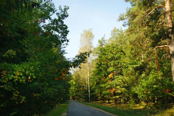 istock Bialowieza Forest, UNESCO heritage 856978914