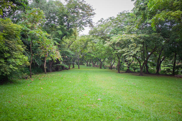 istock Green meadow grass surrounded with trees at public park in rainy day. 856979182