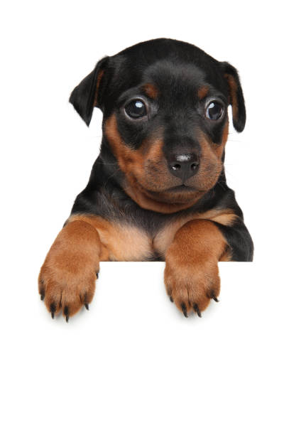istock Miniature Pinscher puppy above banner 856979518