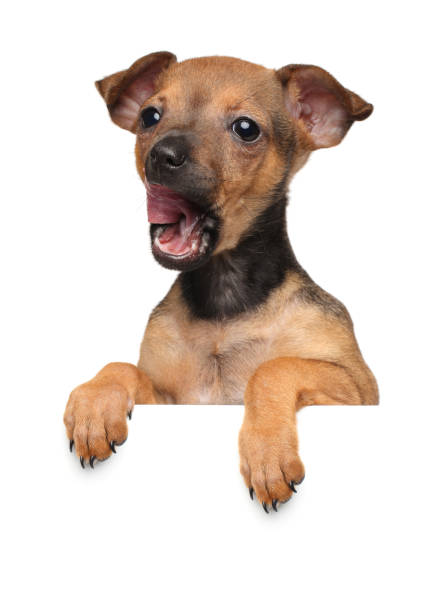istock Toy terrier puppy above banner isolated on white background 856979878