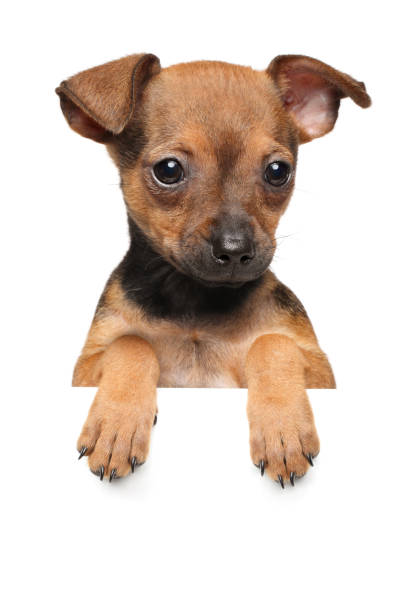 istock Toy terrier puppy above banner 856980296