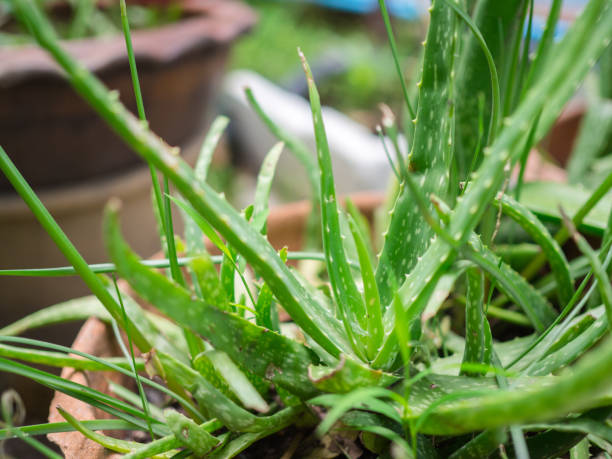 istock Aloe Vera in the pot 856987886