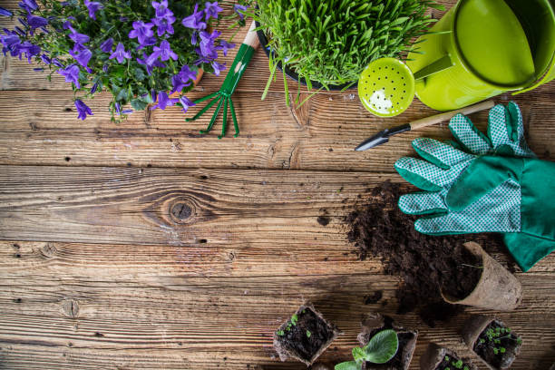 istock Gardening tools and flowers on wooden table 856990204