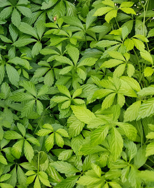 Gynostemma Jiaogulan Jiaogulan Seeds (Gynostemma Pentaphyllum) – 50 ...