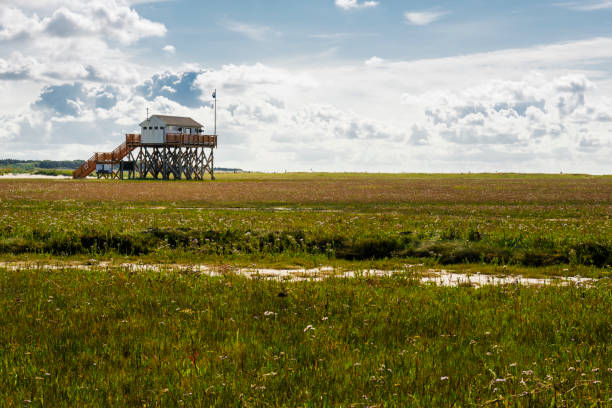 istock typical north sea landscape in St. Peter Ording 856992896