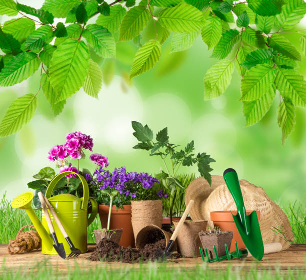istock Gardening tools and flowers on wooden table 856993054