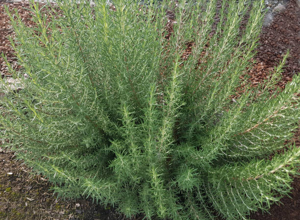 istock Rosemary; Rosmarinus, officinalis, Arp 856993446