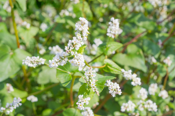 istock Flowers of a buckwheat on field closeup 856995920