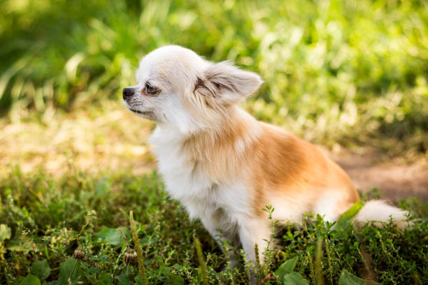 istock Chihuahua dog on green grass 856996188