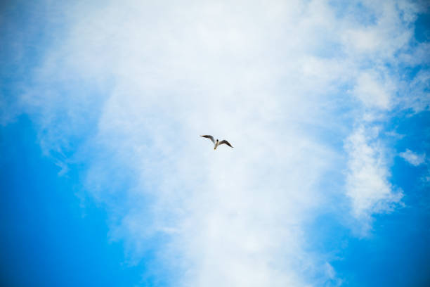 Cтоковое фото Чайка на фоне неба