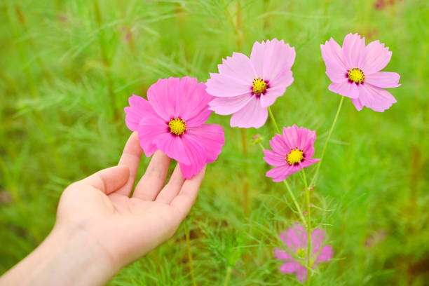 istock Cosmos flowers and women's hand 856997638