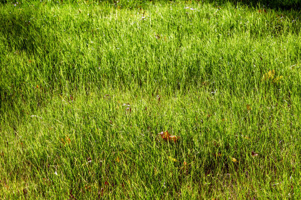 Cтоковое фото трава