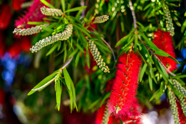 Red bottlebrush tree flowers Red bottlebrush tree flowers blooming with flower buds on a bright spring day in South Australia red flower trees callistemon citrinus stock pictures, royalty-free photos & images
