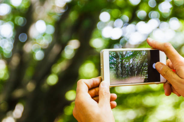 istock Cellphone in forest taking pictures of trees 857001420