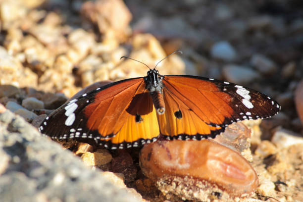 istock Butterfly local species Tunisia, 857001942
