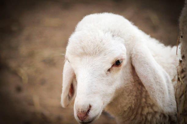 istock Sheep, Milk sheep breed of Tunisia 857004454