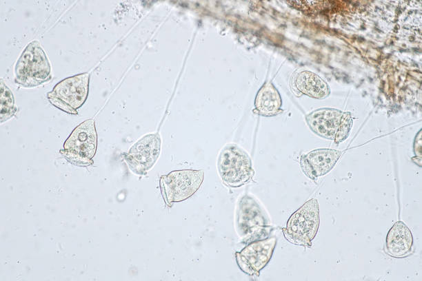 istock Vorticella is a genus of protozoan under microscope view. 857006144