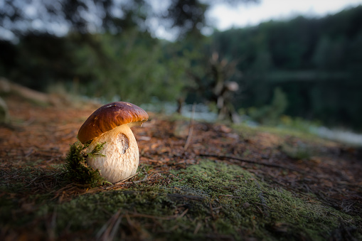 Porcini mushroom by lake in evening light, wide angle closeup